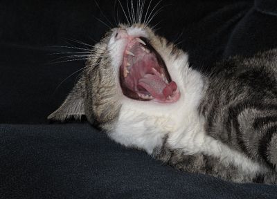 кошки, животные, зевает - похожие обои для рабочего стола