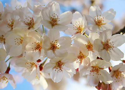 природа, цветы, белые цветы - обои на рабочий стол