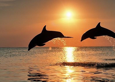 закат, прыжки, дельфины, Гондурас - обои на рабочий стол