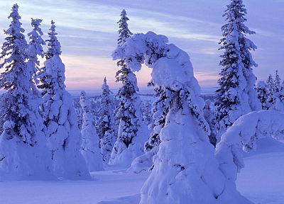 пейзажи, снег, деревья, леса - оригинальные обои рабочего стола
