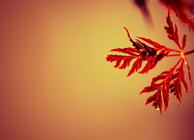 природа, красный цвет, листья, макро - случайные обои для рабочего стола