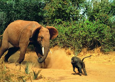животные, борьба, слоны, обезьяны, бабуин - случайные обои для рабочего стола