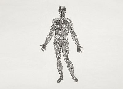 анатомия, человеческое тело, нервы - оригинальные обои рабочего стола