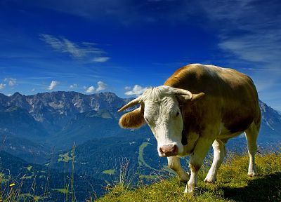 животные, коровы - обои на рабочий стол