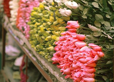 цветы, рынок, розы - обои на рабочий стол
