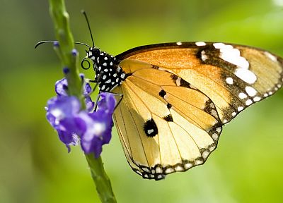 природа, насекомые, бабочки - обои на рабочий стол