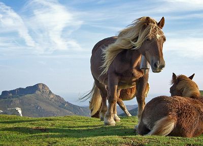 пейзажи, природа, животные, лошади - оригинальные обои рабочего стола
