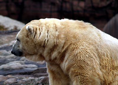 животные, белые медведи - случайные обои для рабочего стола