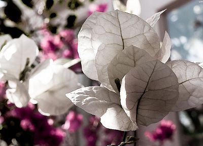 природа, цветы, Бугенвиль - случайные обои для рабочего стола
