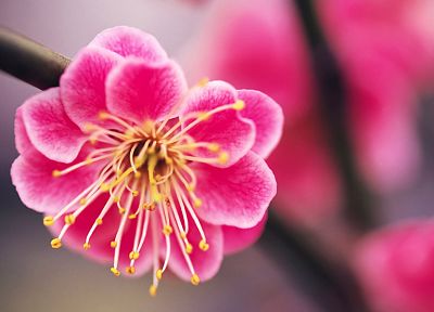 природа, цветы, розовый цвет - похожие обои для рабочего стола