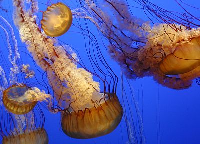 океан, медуза - оригинальные обои рабочего стола
