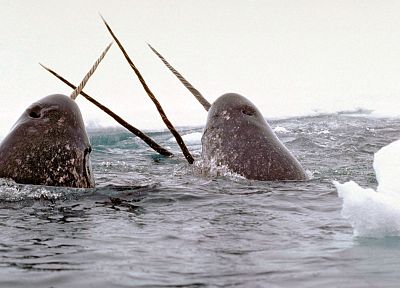 животные, киты - копия обоев рабочего стола