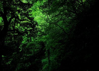 зеленый, леса - случайные обои для рабочего стола