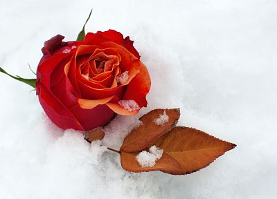 природа, зима, снег, цветы, розы - случайные обои для рабочего стола