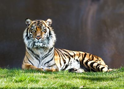животные, тигры, трава - случайные обои для рабочего стола