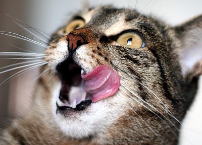 кошки, язык - случайные обои для рабочего стола