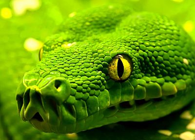 зеленый, змеи - обои на рабочий стол