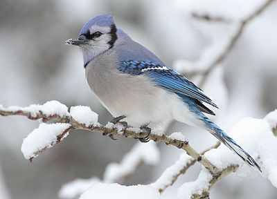 снег, птицы, Blue Jay - оригинальные обои рабочего стола