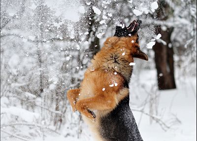 снег, животные, собаки - похожие обои для рабочего стола