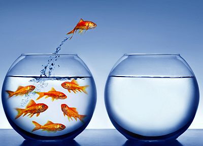 свобода, рыба, прыжки, Золотая рыбка, аквариумы - похожие обои для рабочего стола