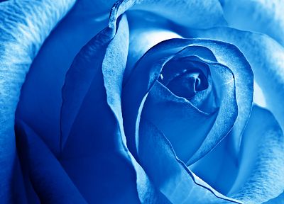 синий, цветы, розы - оригинальные обои рабочего стола