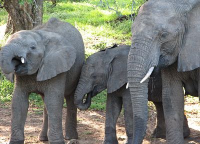животные, Индия, слоны, слоненок, ребенок животных - случайные обои для рабочего стола