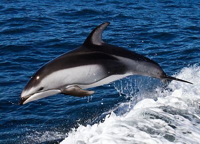 животные, дельфины - обои на рабочий стол