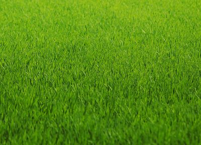 зеленый, природа, трава, поля, газон - обои на рабочий стол