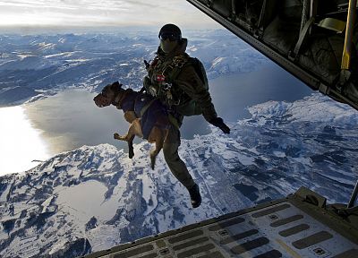 самолет, собаки, прыжки, парашют - случайные обои для рабочего стола