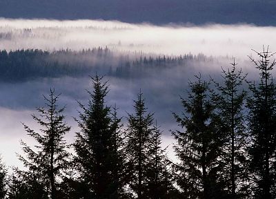 Гарри, туман, Шотландия, горная местность - оригинальные обои рабочего стола