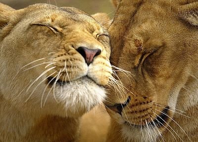 животные, львы - похожие обои для рабочего стола