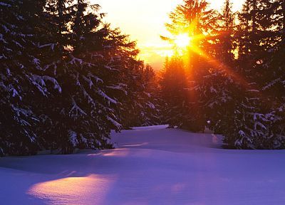 пейзажи, зима, Солнце, леса - случайные обои для рабочего стола