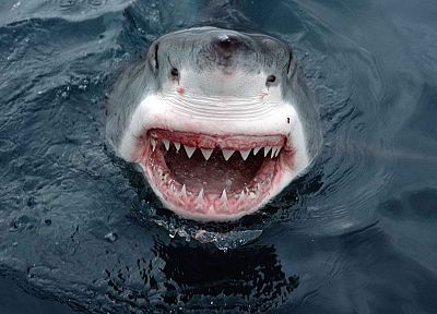 акулы, Южная Австралия, большая белая акула - оригинальные обои рабочего стола
