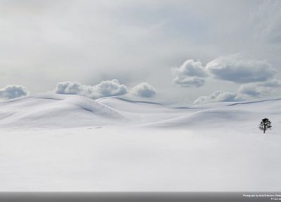 зима, снег, деревья, белый, холодно, одиноко, Йеллоустонский, Национальный парк - оригинальные обои рабочего стола