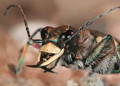 животные, насекомые, жуки, переливчатость - похожие обои для рабочего стола