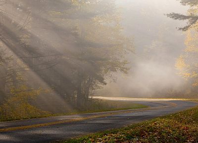 природа, листья, туман, дороги - оригинальные обои рабочего стола