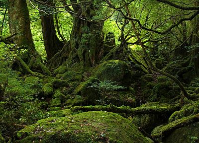 зеленый, природа, леса, мох, старый лес, гниль - похожие обои для рабочего стола