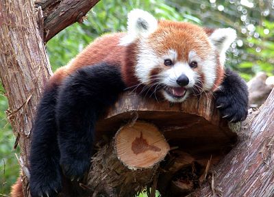 деревья, животные, красные панды - оригинальные обои рабочего стола