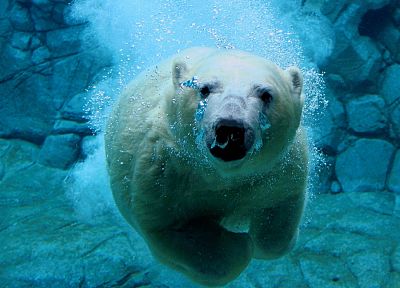 вода, животные, плавать, белые медведи - случайные обои для рабочего стола