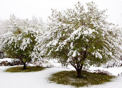 снег, деревья - случайные обои для рабочего стола