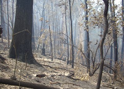 лесной пожар - случайные обои для рабочего стола