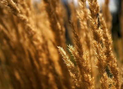 природа, пшеница, растения - обои на рабочий стол