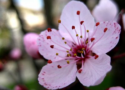 вишни в цвету, цветы, розовые цветы - новые обои для рабочего стола