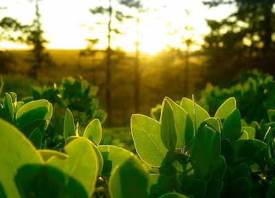 зеленый, природа, листья, растения, солнечный свет - случайные обои для рабочего стола