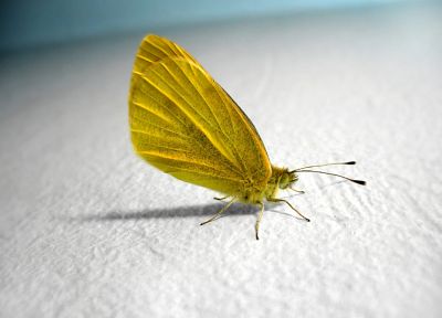животные, насекомые, бабочки - случайные обои для рабочего стола