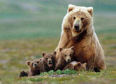 животные, медведи, ребенок животных - обои на рабочий стол
