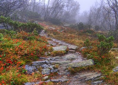 природа, леса, пути, туман, тропа, HDR фотографии - оригинальные обои рабочего стола