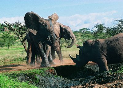 животные, борьба, носорог, слоны - обои на рабочий стол