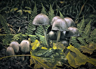 природа, грибы - случайные обои для рабочего стола