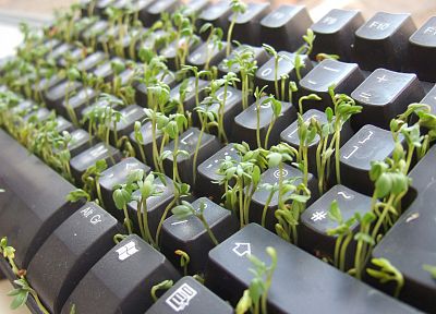 клавишные, растения, кресс-салат - оригинальные обои рабочего стола